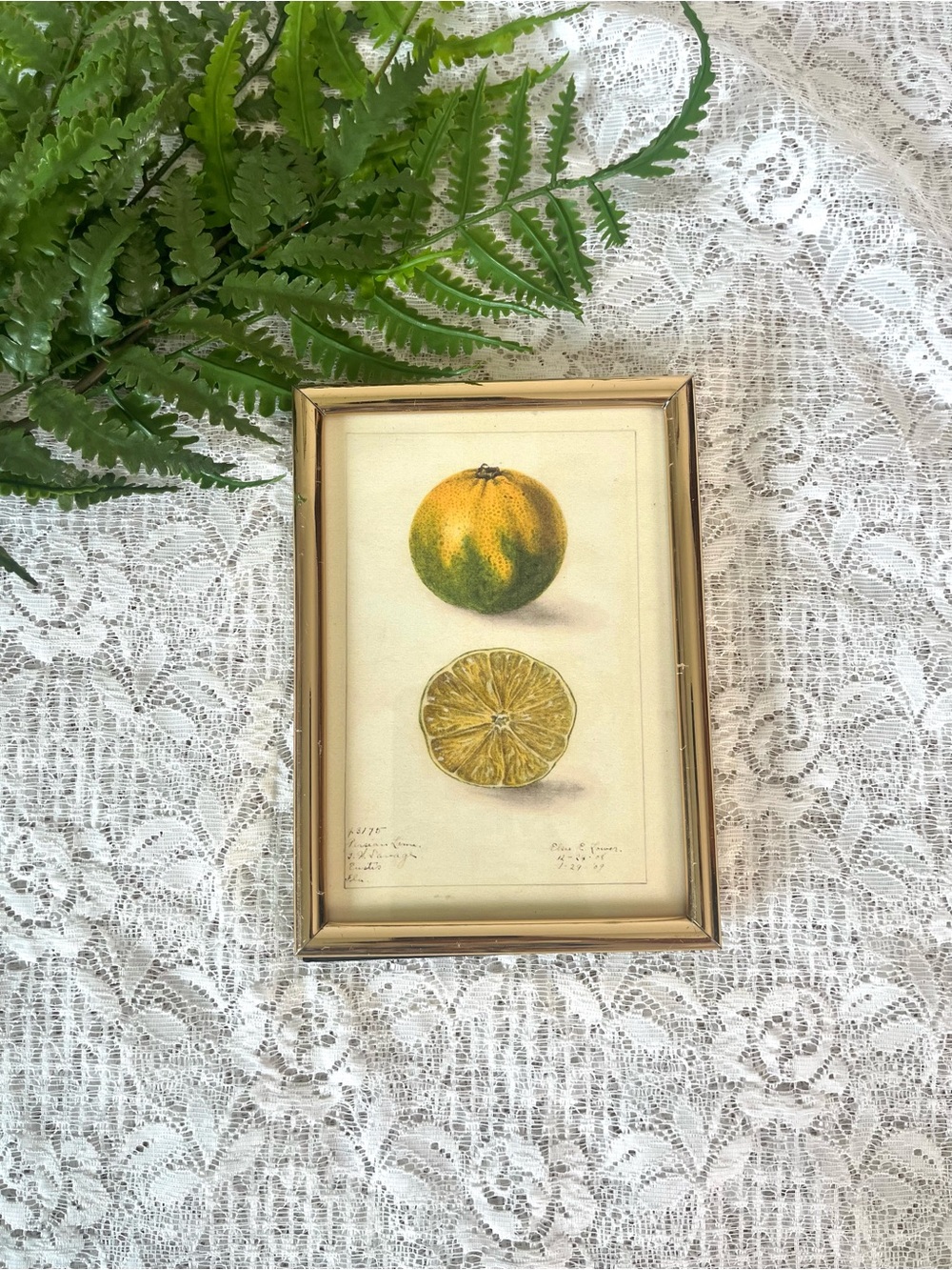 Brass Framed Lime Decor 5x7